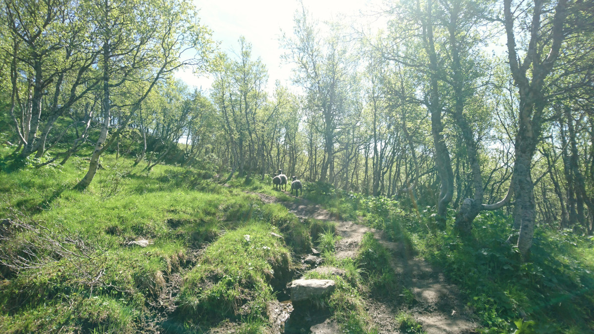 Opp gjennom bjørkeskogen