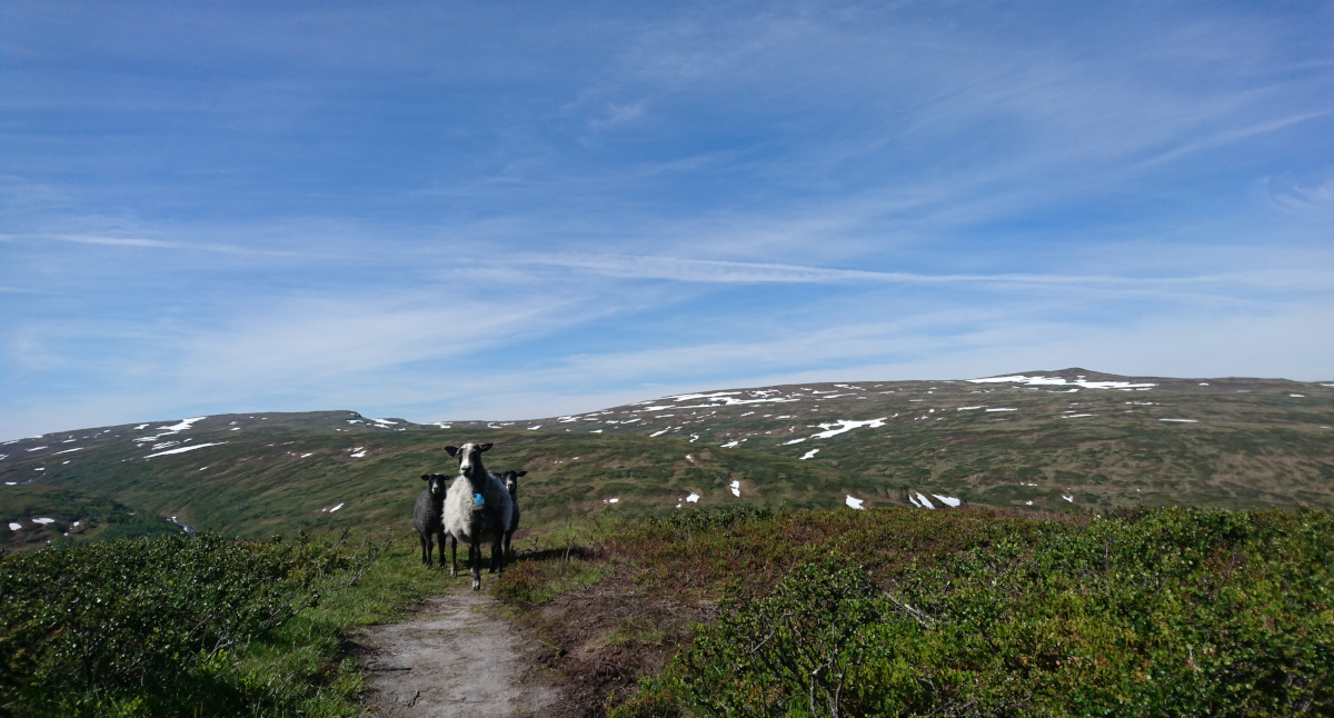Sau i Forollhogna